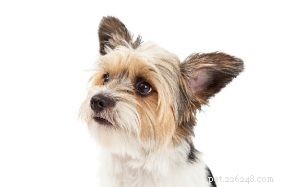 Yorkie-ton: The Perfect Small-Size Family Dog for Apartment Living