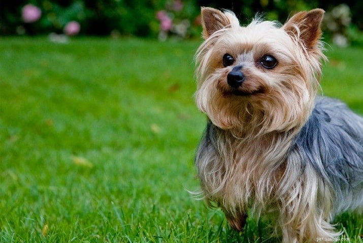 Yorkie-ton: The Perfect Small-Size Family Dog for Apartment Living