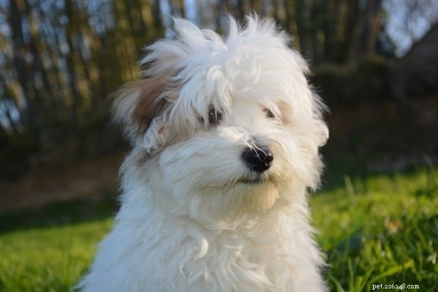 Yorkie-ton: The Perfect Small-Size Family Dog for Apartment Living