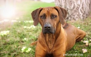 Rhodesian Ridgeback Dog Breed: Comprehensive Profile & Care Guide