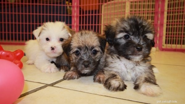Yorkie-ton: The Perfect Small-Size Family Dog for Apartment Living