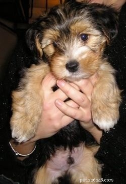 Yorkie-ton: The Perfect Small-Size Family Dog for Apartment Living