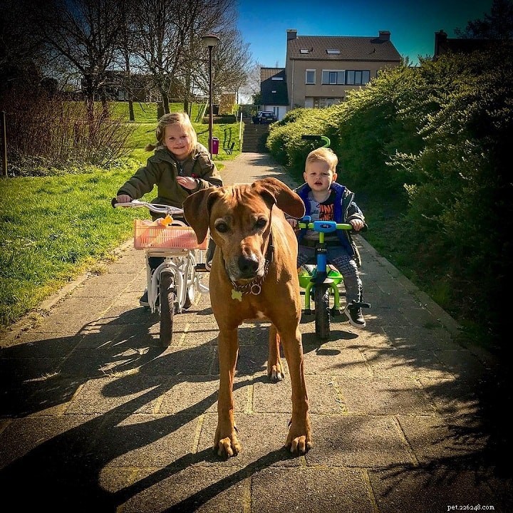 Rhodesian Ridgeback Dog Breed: Comprehensive Profile & Care Guide