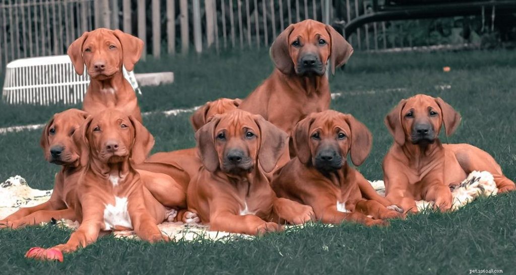 Rhodesian Ridgeback Dog Breed: Comprehensive Profile & Care Guide