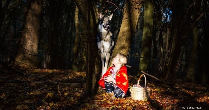 West Siberian Laika: Characteristics, Care & Family Companion