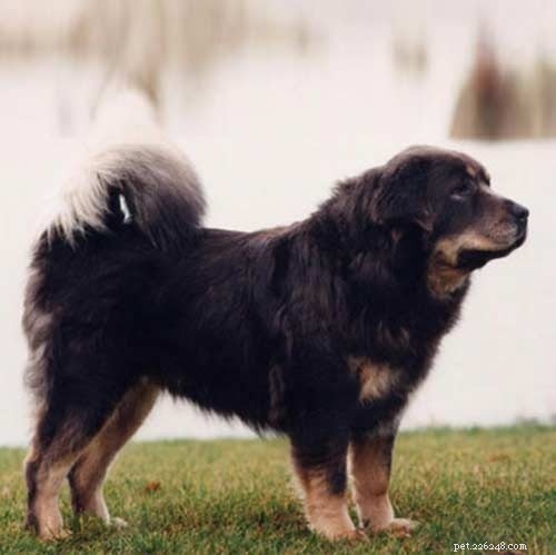 Tibetan Mastiff: Comprehensive Breed Guide & Facts