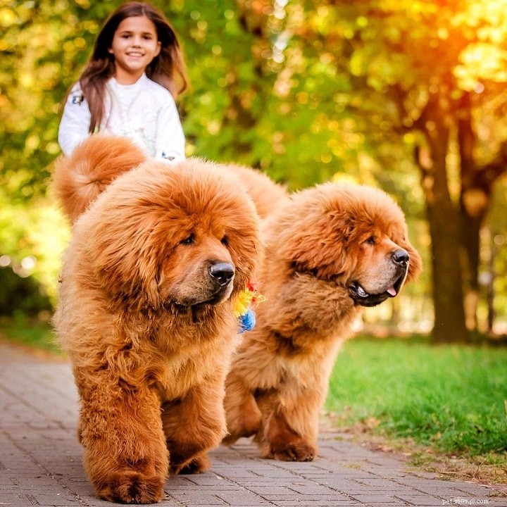 Tibetan Mastiff: Comprehensive Breed Guide & Facts
