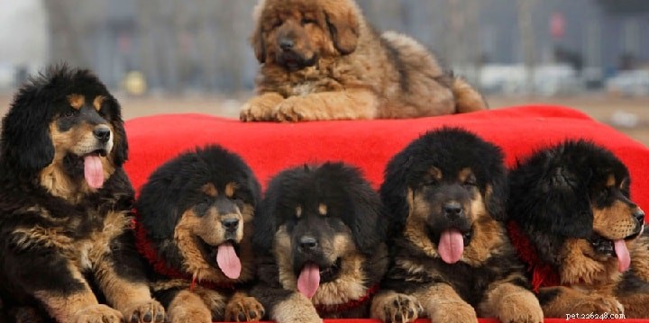 Tibetan Mastiff: Comprehensive Breed Guide & Facts