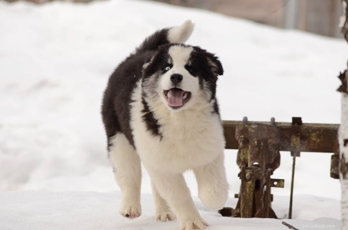 Yakutian Laika: Origins, Traits, and Care Guide