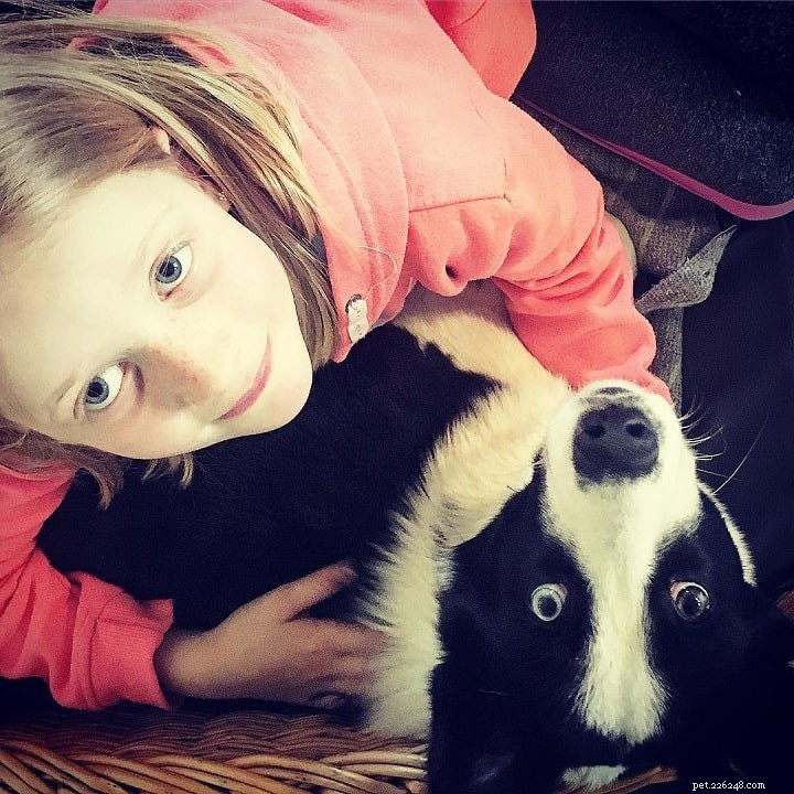 Yakutian Laika: Origins, Traits, and Care Guide
