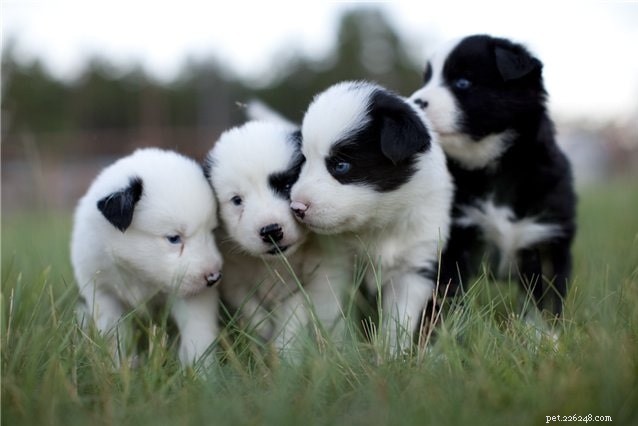 Yakutian Laika: Origins, Traits, and Care Guide