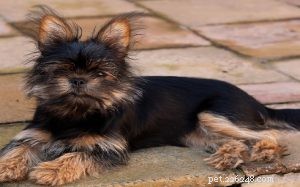 Yorkinese: The Pekingese-Yorkie Mix – Ideal Family Companion