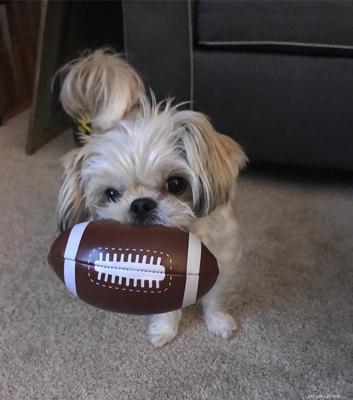 Yorkinese: The Pekingese-Yorkie Mix – Ideal Family Companion
