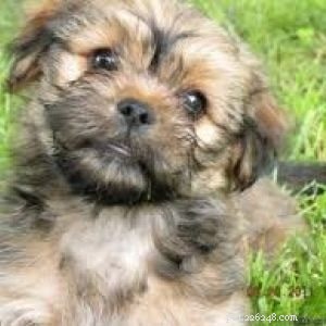 Yorkinese: The Pekingese-Yorkie Mix – Ideal Family Companion