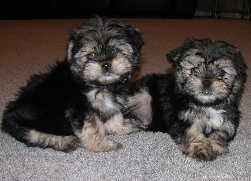 Yorkinese: The Pekingese-Yorkie Mix – Ideal Family Companion