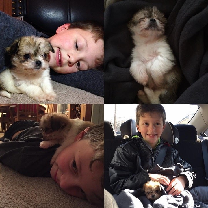 Yorkinese: The Pekingese-Yorkie Mix – Ideal Family Companion