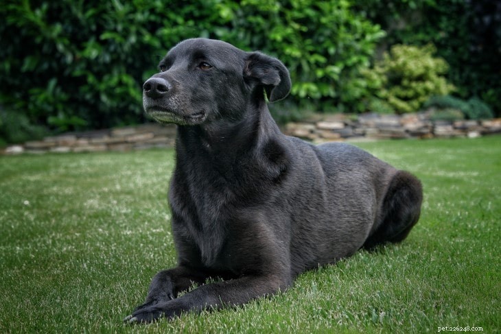 Taiwan Canis Formosan: The Versatile Mountain Dog
