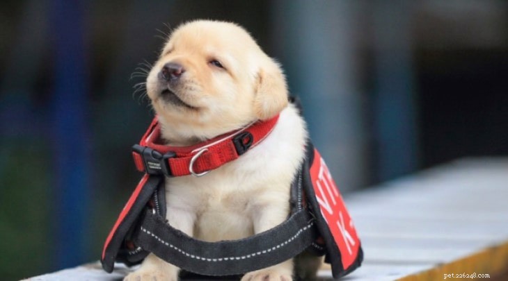 Taiwan Canis Formosan: The Versatile Mountain Dog