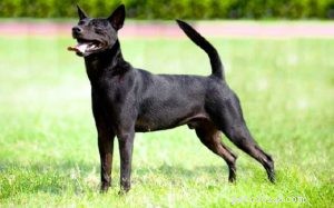 Taiwan Canis Formosan: The Versatile Mountain Dog
