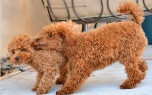 Explore the Variety of Red Poodles in the Puppy Market