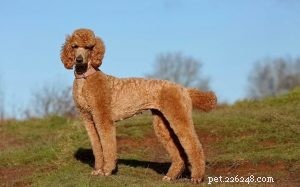 Are Red Poodle Breeding Practices Safe? Understanding Genetic Risks in Puppies