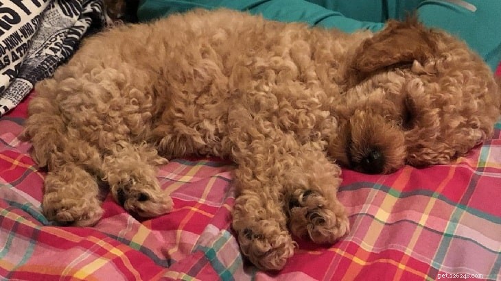 Are Red Poodle Breeding Practices Safe? Understanding Genetic Risks in Puppies