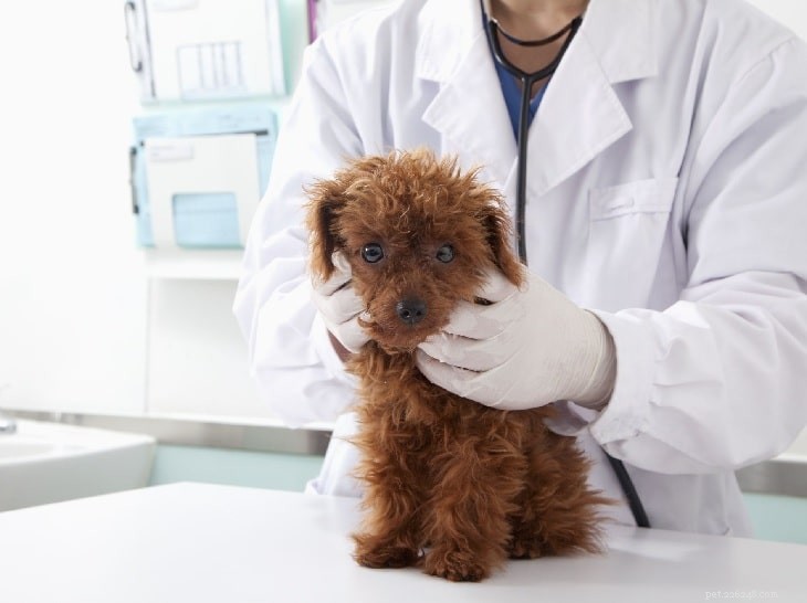 Are Red Poodle Breeding Practices Safe? Understanding Genetic Risks in Puppies