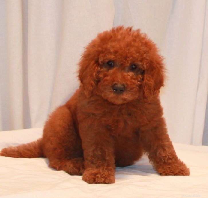 Explore the Variety of Red Poodles in the Puppy Market