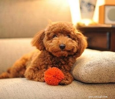Explore the Variety of Red Poodles in the Puppy Market