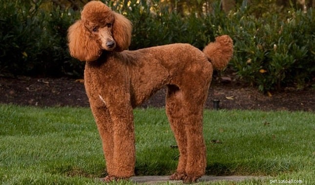 Explore the Variety of Red Poodles in the Puppy Market