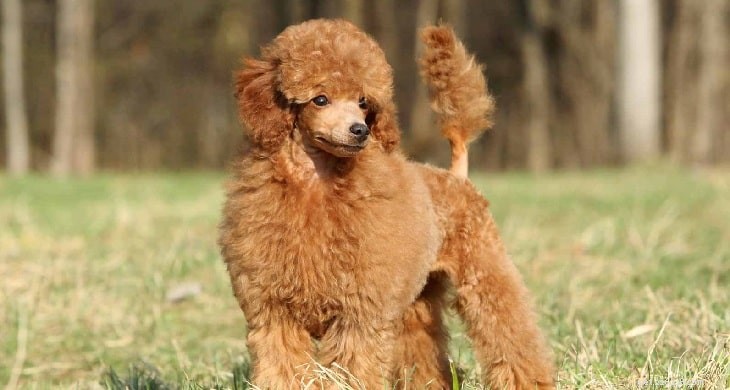 Explore the Variety of Red Poodles in the Puppy Market
