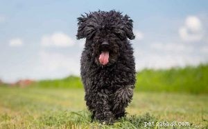 Puli Behavior: Traits, Needs, and Care Guide
