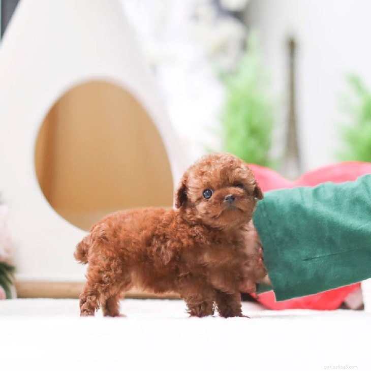 Explore the Variety of Red Poodles in the Puppy Market