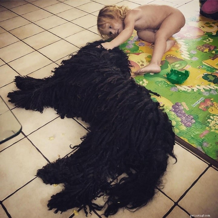 Puli Behavior: Traits, Needs, and Care Guide