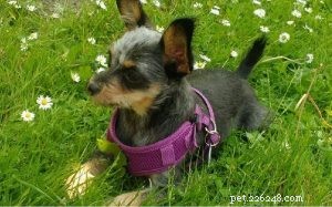 Yorkie-Pin: A Comprehensive Guide to the Toy Dog Breed