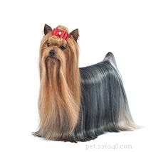 Yorkie-Pin: A Comprehensive Guide to the Toy Dog Breed