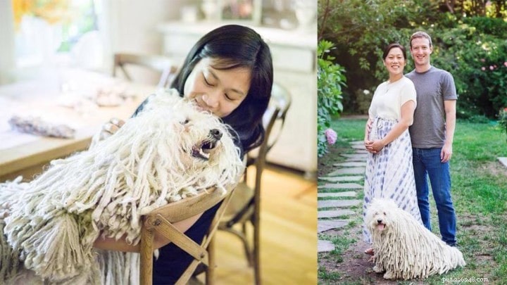 Puli Behavior: Traits, Needs, and Care Guide