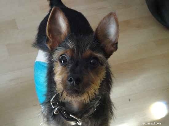 Yorkie-Pin: A Comprehensive Guide to the Toy Dog Breed
