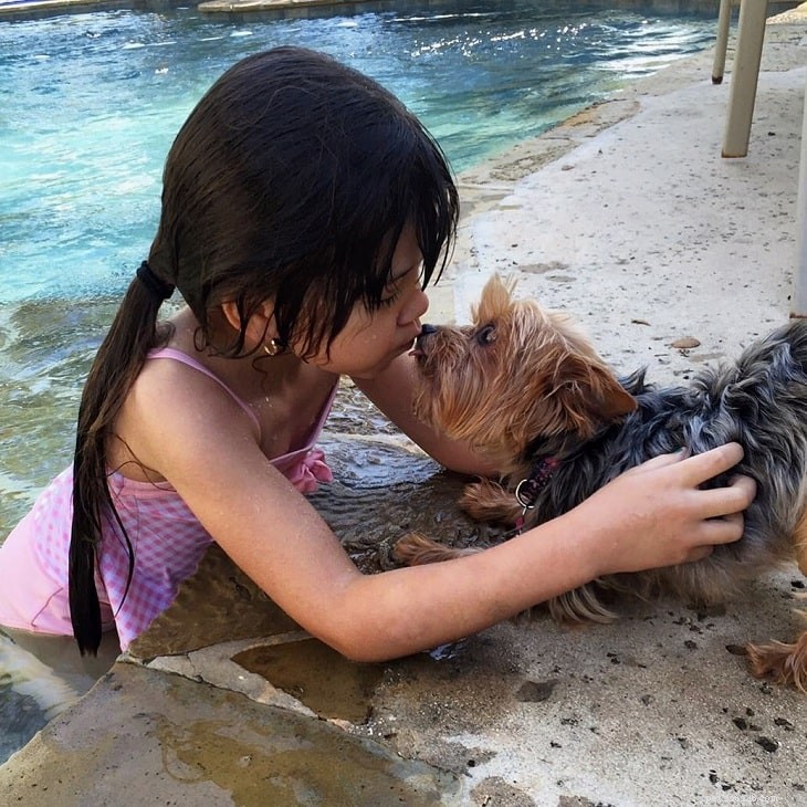 Yorkie-Pin: A Comprehensive Guide to the Toy Dog Breed