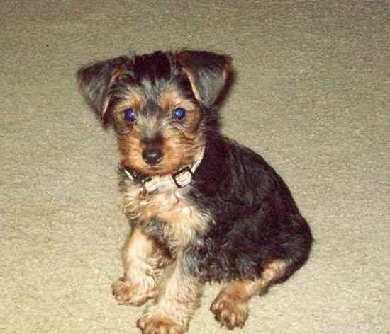 Yorkie-Pin: A Comprehensive Guide to the Toy Dog Breed