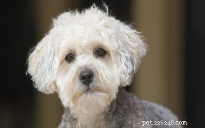 Yorkipoo Dog: Breed Overview, Traits & Care Guide