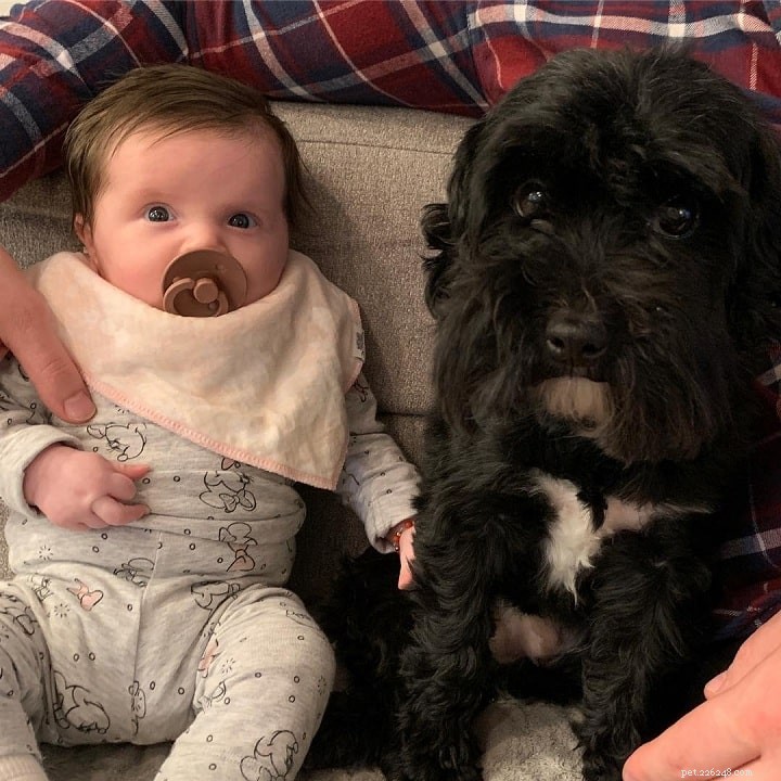 Yorkipoo Dog: Breed Overview, Traits & Care Guide