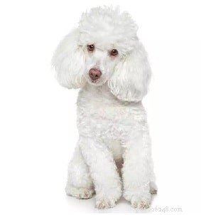Yorkipoo Dog: Breed Overview, Traits & Care Guide