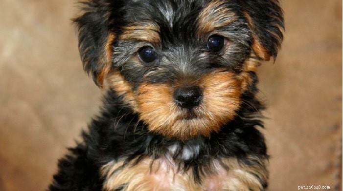 Yorkipoo Dog: Breed Overview, Traits & Care Guide