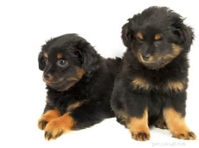 Yorkipoo Dog: Breed Overview, Traits & Care Guide