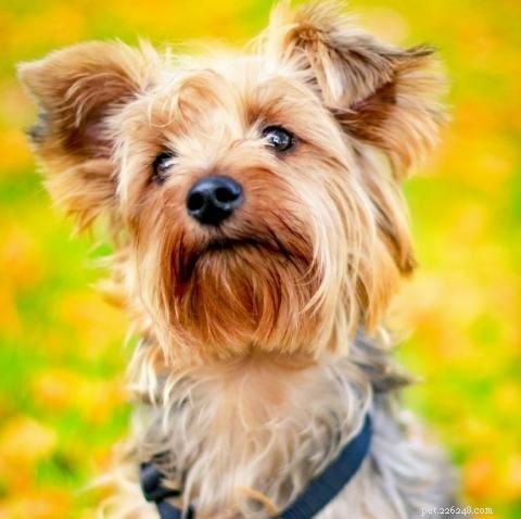 Yorkie Bichon: Complete Breed Guide for Prospective Owners
