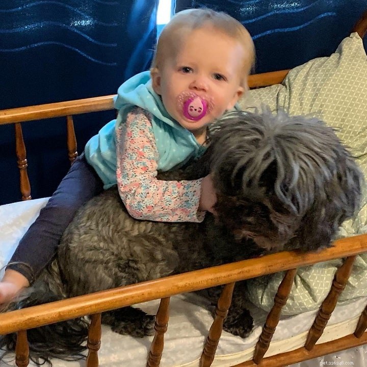 Yorkie Bichon: Complete Breed Guide for Prospective Owners