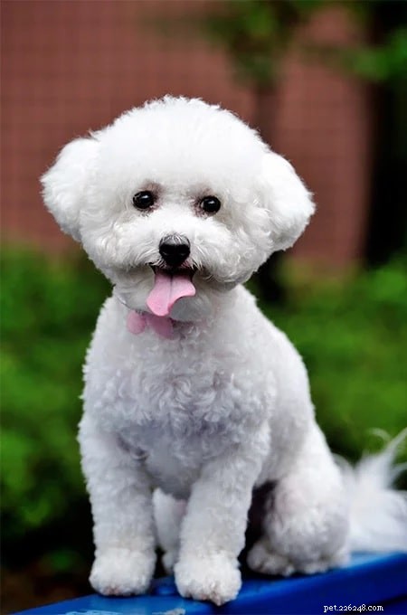 Yorkie Bichon: Complete Breed Guide for Prospective Owners
