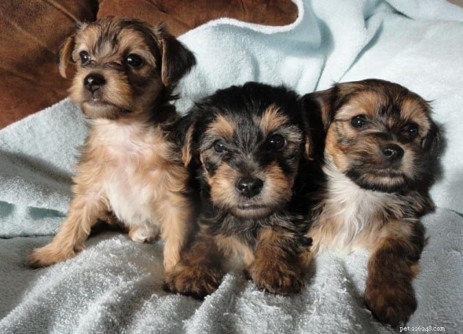 Yorkie Bichon: Complete Breed Guide for Prospective Owners