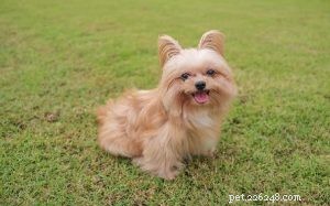 Yoranian Dog Breed Profile: Size, Care, and Traits